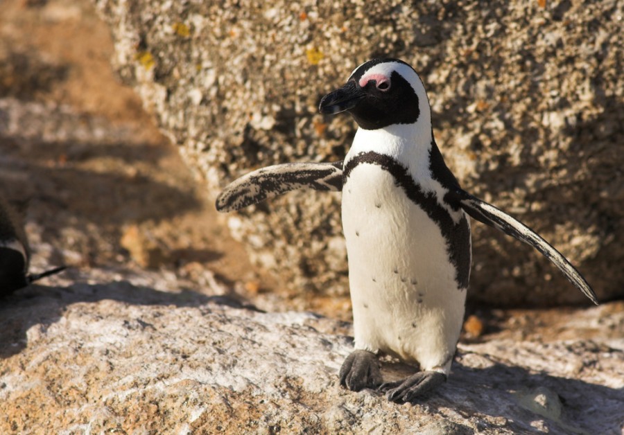Est-ce qu'il y a des pingouins en Afrique du Sud ?