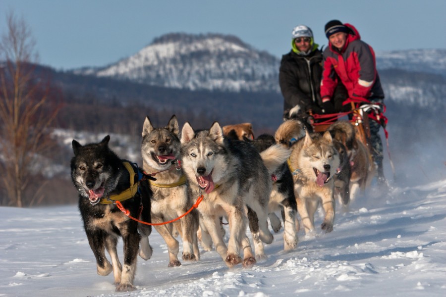 Quelle est la course de chiens de traîneau la plus célèbre ?