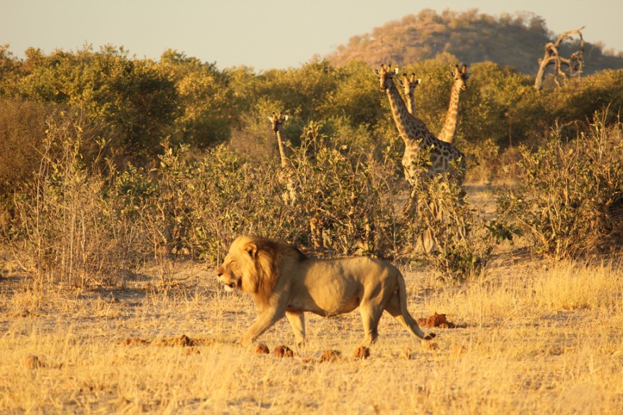 Quels animaux vivent en Afrique du Sud ?