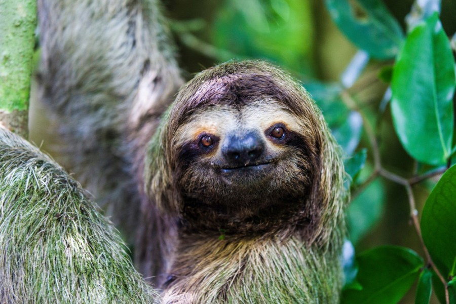 Quels sont les animaux que l'on peut observer dans le parc national de Cahuita ?