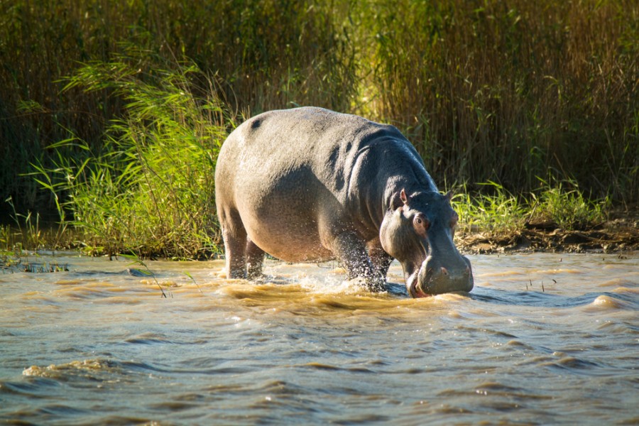 Quels sont les meilleurs safaris pour observer les animaux en Afrique du Sud ?